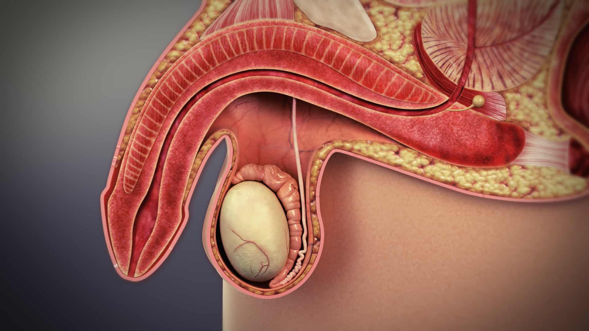 boli de rinichi și erecție